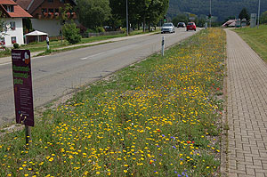 Blühfläche in Rickenbach: Nicht nur Insekten freuen sich über das Futter, auch das menschliche Auge kann sich an dem Anblick der Wildblumen erfreuen. © Naturpark Südschwarzwald.