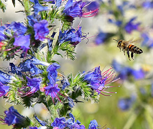Biene beim Anflug auf einen Blütenstand