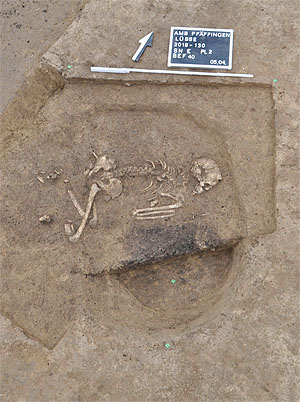 Übersichtsaufnahme Hockerbestattung einer 30 bis 40-jährigen Frau aus der frühen Jungsteinzeit, die in linksseitiger Hockerlage beigesetzt wurde (Quelle: L. Brandtstätter, Uni Tübingen/LAD)