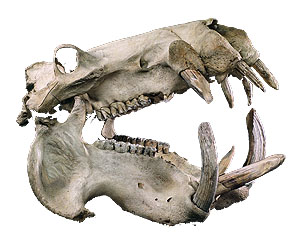 Flusspferdschädel (Hippopotamus amphibius)