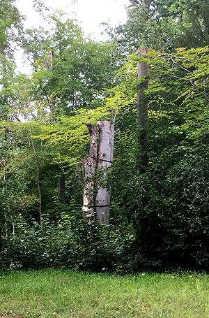 Baumschäden im Bereich des Englishcen Gartens