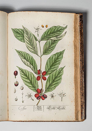 Elizabeth Blackwell, Herbarium Blackwellianum emendatum et auctum / Centuria 4, 1739 (erste Publikation einer Frau über die Kaffeepflanze). Foto © Deutsches Museum