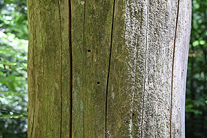 Totholz mit Käferbohrlöchern, welche vermutlich von Wildbienen genutzt werden. Foto: Tristan Eckerter