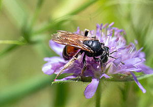 Knautien-Sandbiene, Andrena hattorfiana. Foto: M. Moser