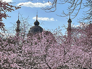 Erster Höhepunkt im Frühling: Baumblüte im Kirschgarten. Foto: kulturer.be