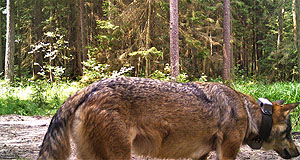 Wolf mit einem GPS-Tracking-Halsband, automatisch aufgenommen von einer Kamerafalle im Belarus. Mithilfe der GPS-Technologie können Wissenschaftler feststellen, wo und wann sich Wölfe in der Landschaft bewegen. Viktar Fenchuk/FZS. Foto: Zoologische Gesellschaft Frankfurt