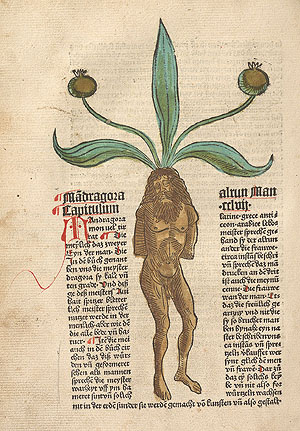 Alraune, Darstellung aus dem „Hortus sanitatis“ von Johannes von Cuba, 1485. Germanisches Nationalmuseum, Nürnberg