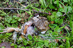 Von einem Waschbären erlegte und halb gefressene weibliche Erdkröte. Der noch in der Kröte befindliche Laich wurde bevorzugt aufgenommen. Foto: Norbert Peter, ZOWIAC