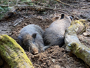 Wildschweine beim Suhlen. Foto: Joachim Reddermann / TU Wien