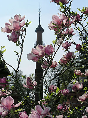 Schlossgarten Schwetzingen, Blühende Magnolien vor dem Minarett der Moschee. Foto: kulturer.be