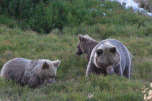 Braunbärin mit Jungtieren bei der Suche nach Heidelbeeren im Tatra Nationalpark, Polen.