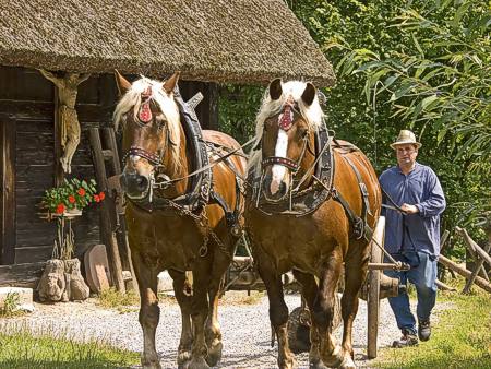 Schwarzw�lder F�chse, eine alte Kaltblutpferderasse aus dem Schwarzwald, im Freilichtmuseum Vogtsbauernhof
