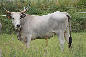 Eine der Maremmanakühe, die nach Schwarzach transportiert werden soll. Foto: Claus Kropp, Freilichtlabor Lauresham, UNESCO Welterbe Kloster Lorsch