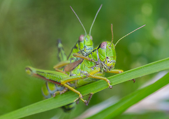 Ein Paar der Alpinen Gebirgsschrecke (Miramella alpina) (© Sebastian Schröder-Esch)