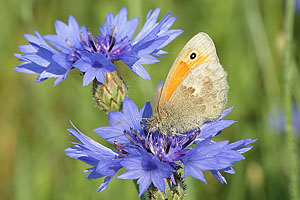 Kornblume als Nektarquelle für Insekten, hier mit der Tagfalterart Kleines Wiesenvögelchen. Foto: Jörg Hoffmann