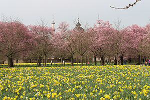 Schlossgarten Schwetzingen, Kirschgarten mit blühenden Bäumen. Im Hintergrund Kuppen und Minarette der Moschee. Fotos: kulturer.be