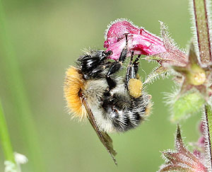 Bombus pascuorum, die Ackerhummel, beim Blütenbesuch.